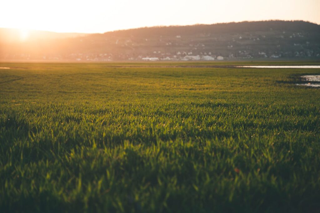 pexels-photo-997121-997121.jpg
